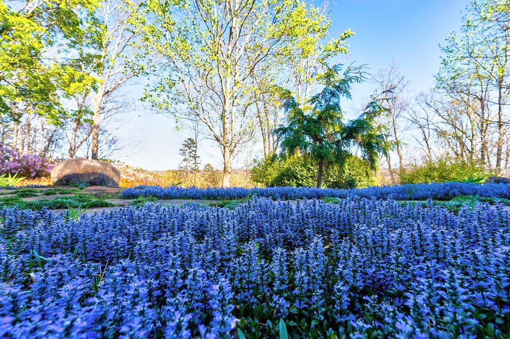 A field of blue flowers with trees in the background