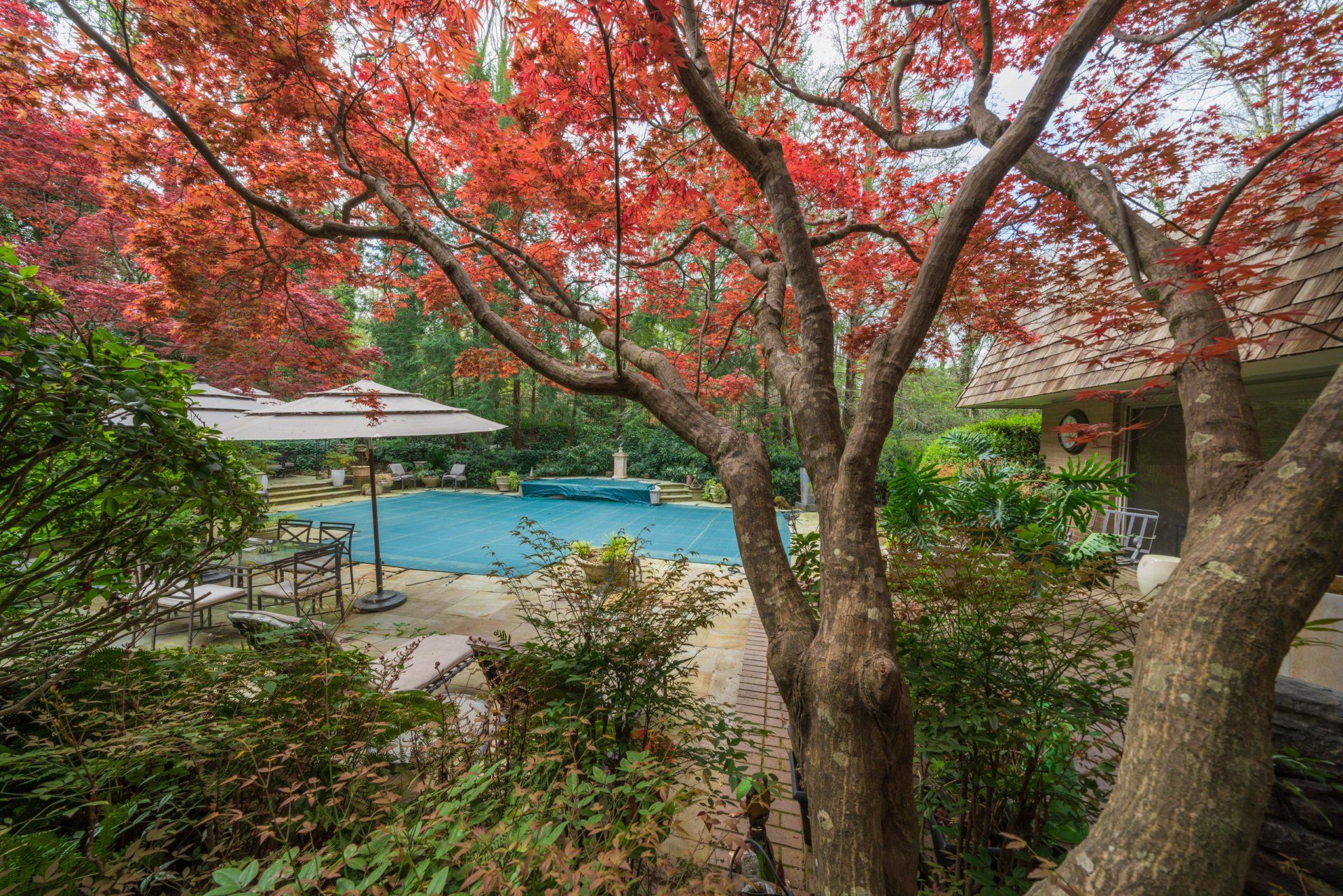 A swimming pool is surrounded by trees and umbrellas in a backyard.