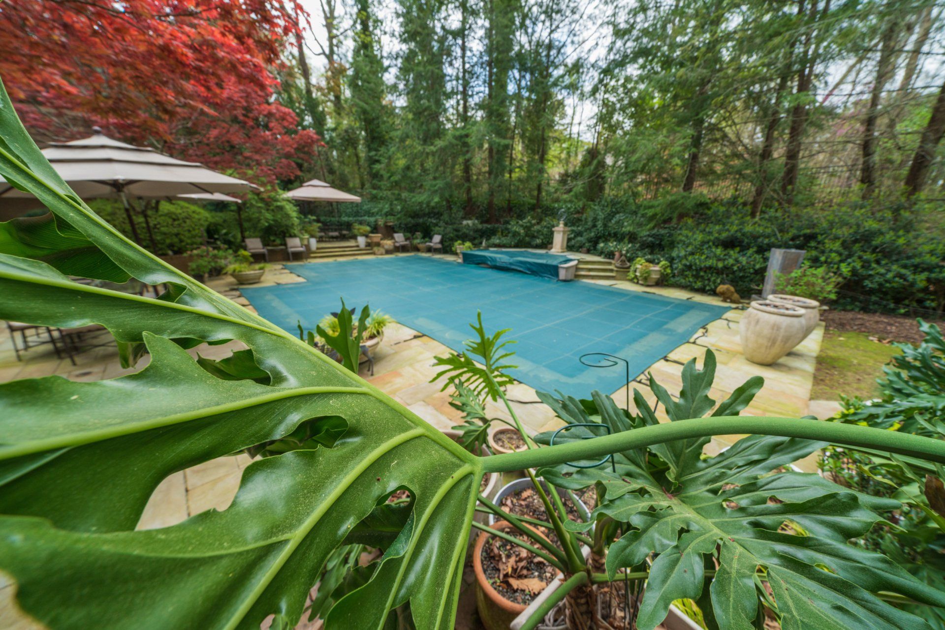 A large swimming pool surrounded by trees and plants in a backyard.