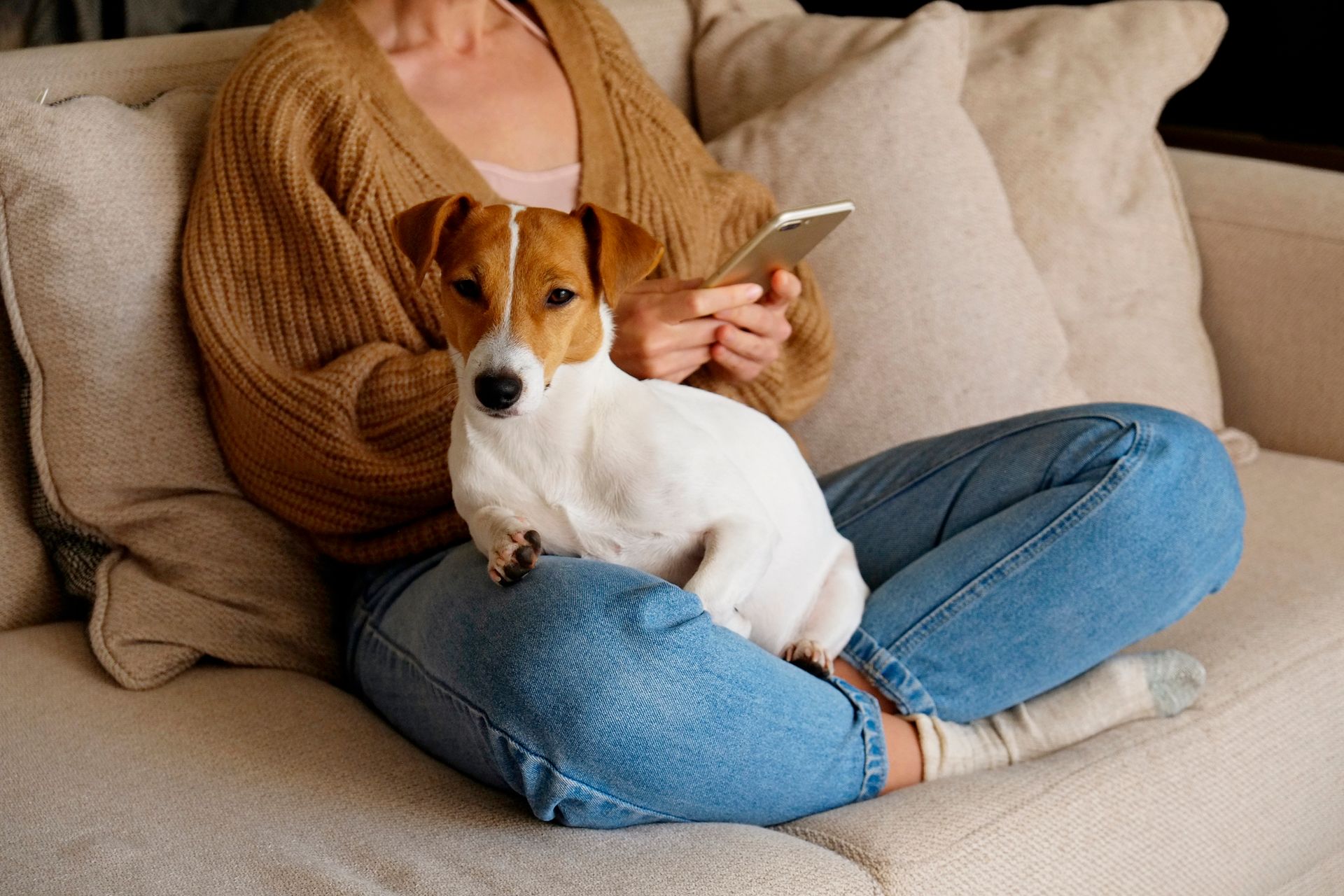 dog on couch