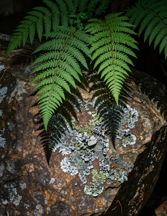 Fern shadows and lichen-covered stone