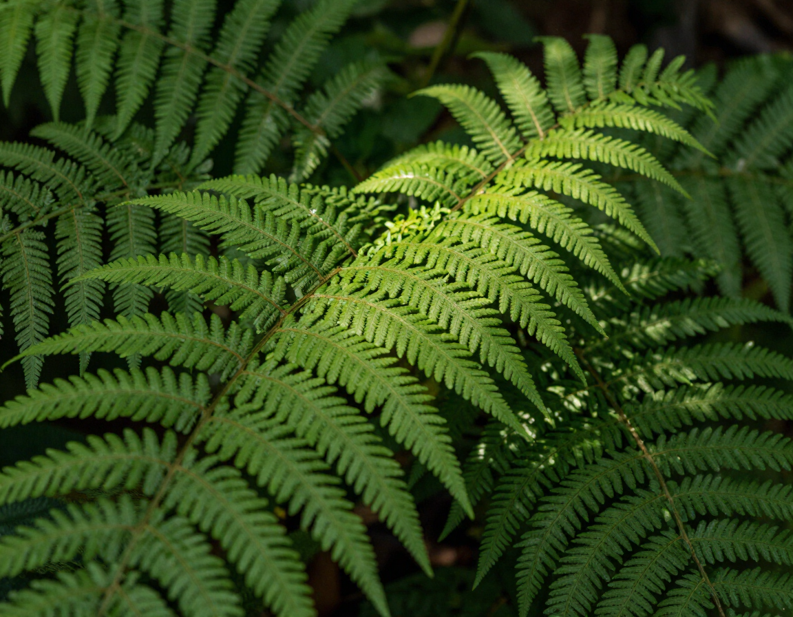 Fern fronds