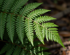 Fern and shadow detail