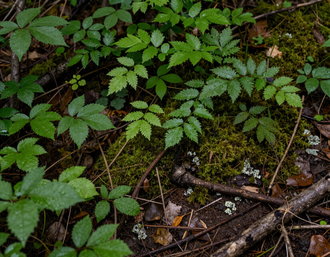 Forest terrain and undergrowth