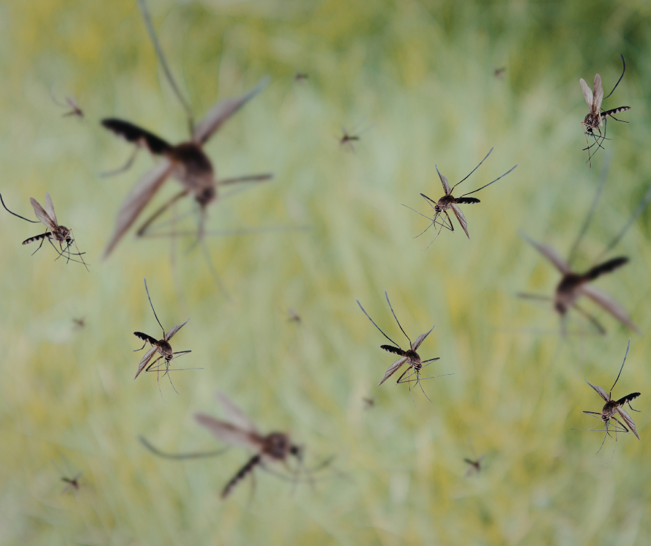 Mosquitoes flying over a blurred green background