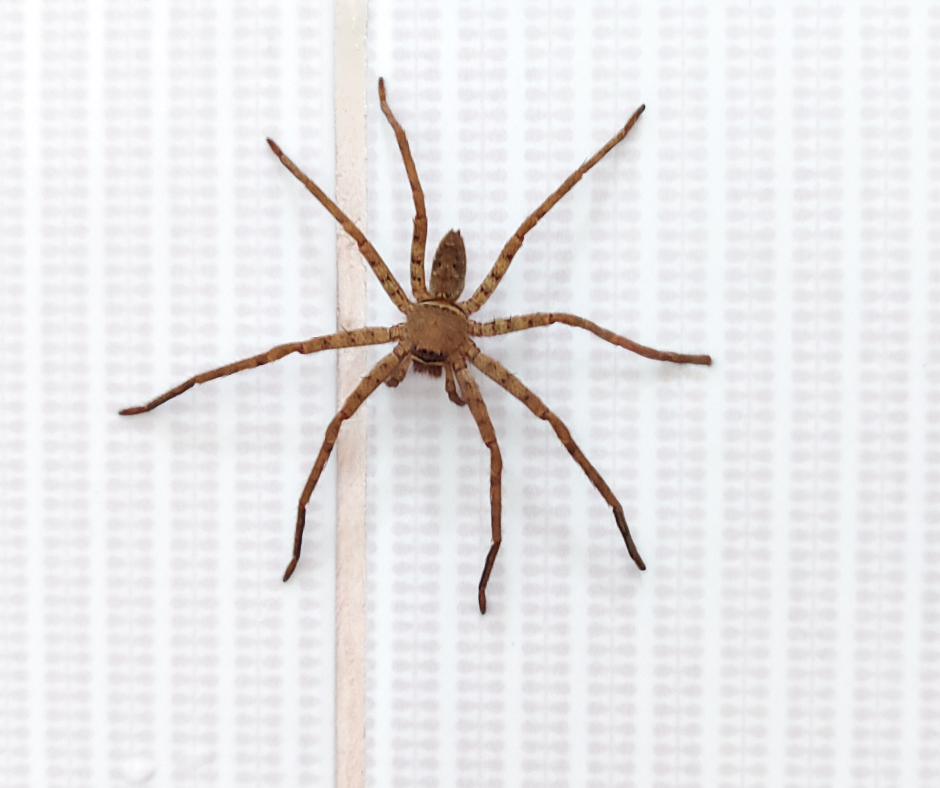 Brown spider on a white textured surface, legs spread wide.