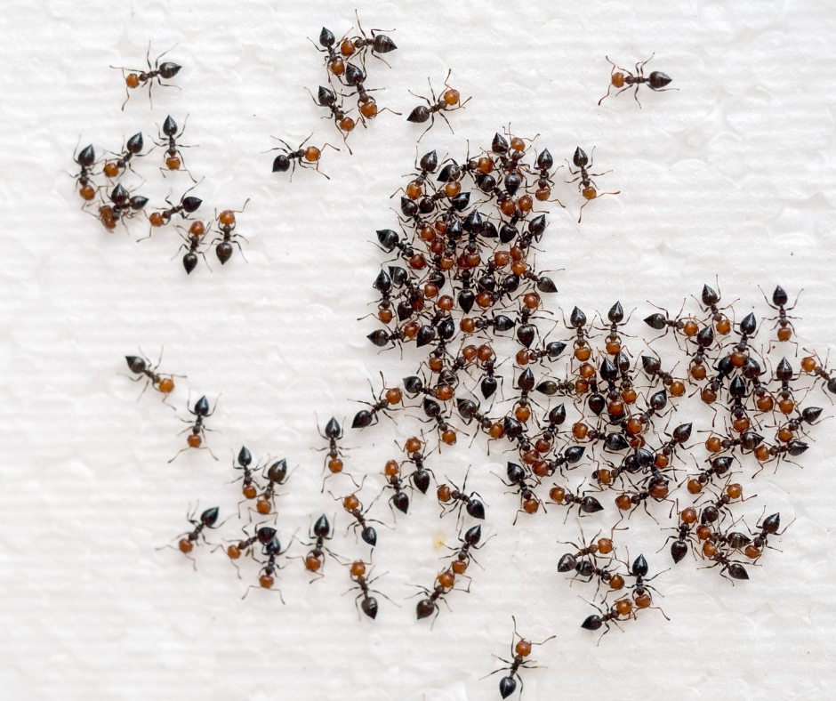 Many red and black ants swarming on a white surface, clustered in groups and scattered around the frame