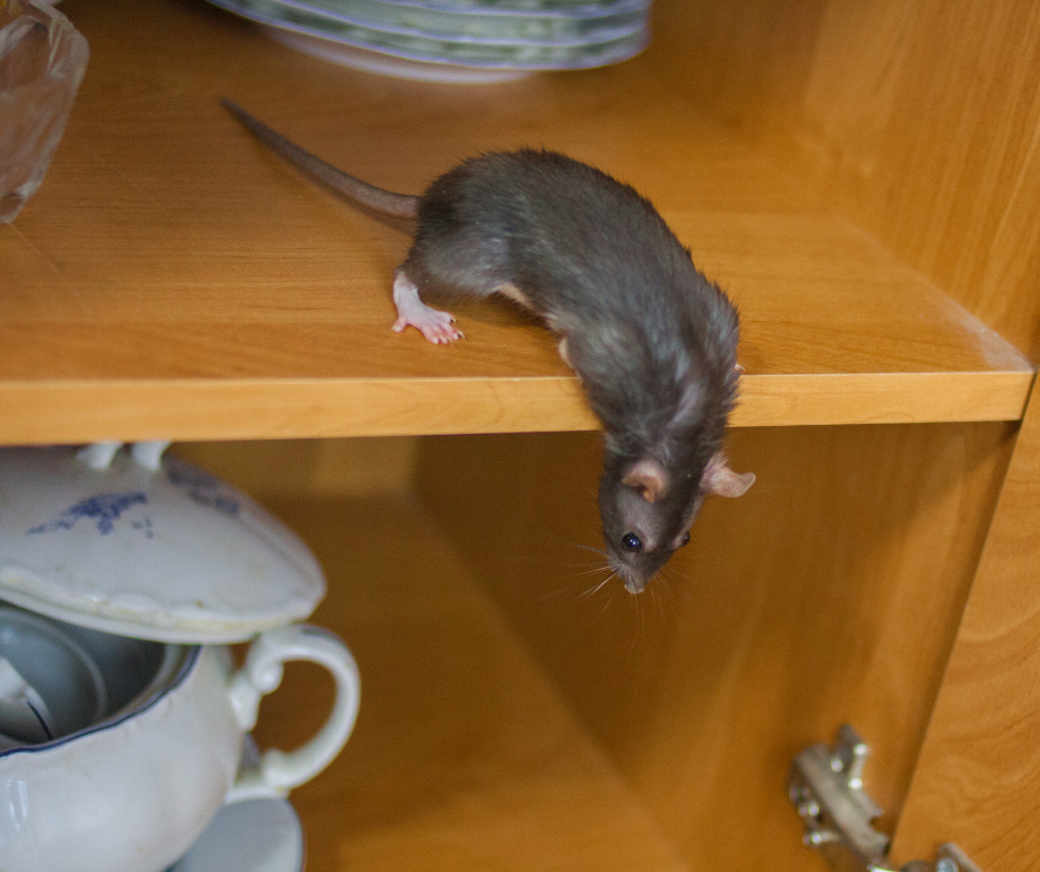 Small gray rat peeking over the edge of a wooden shelf above dishes and cups