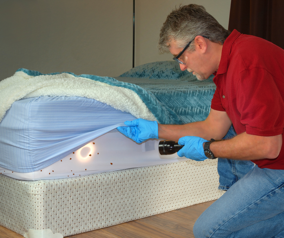 Man in red shirt and blue gloves inspecting under a mattress with a flashlight near a bed frame for bed bugs
