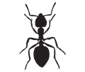 Black silhouette of an ant viewed from above on a white background