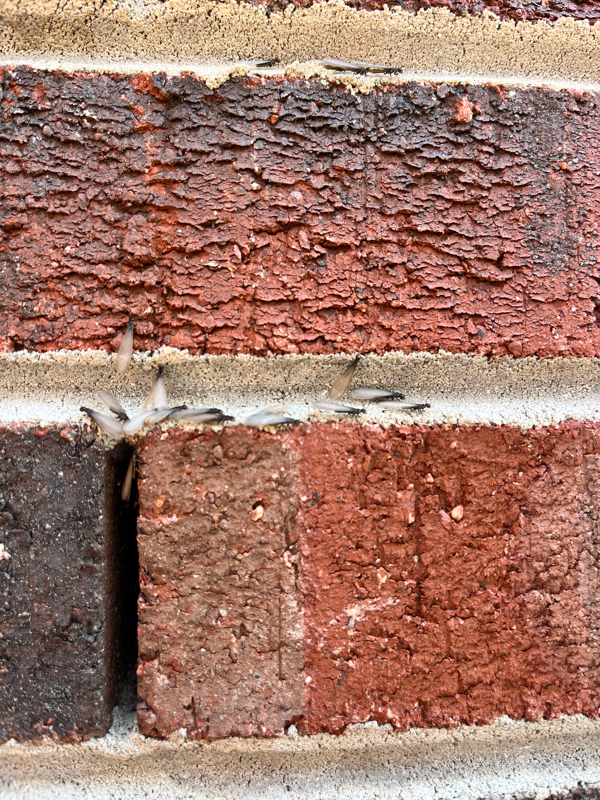 Close-up of a weathered red brick wall with gray mortar, rough texture and live termites.