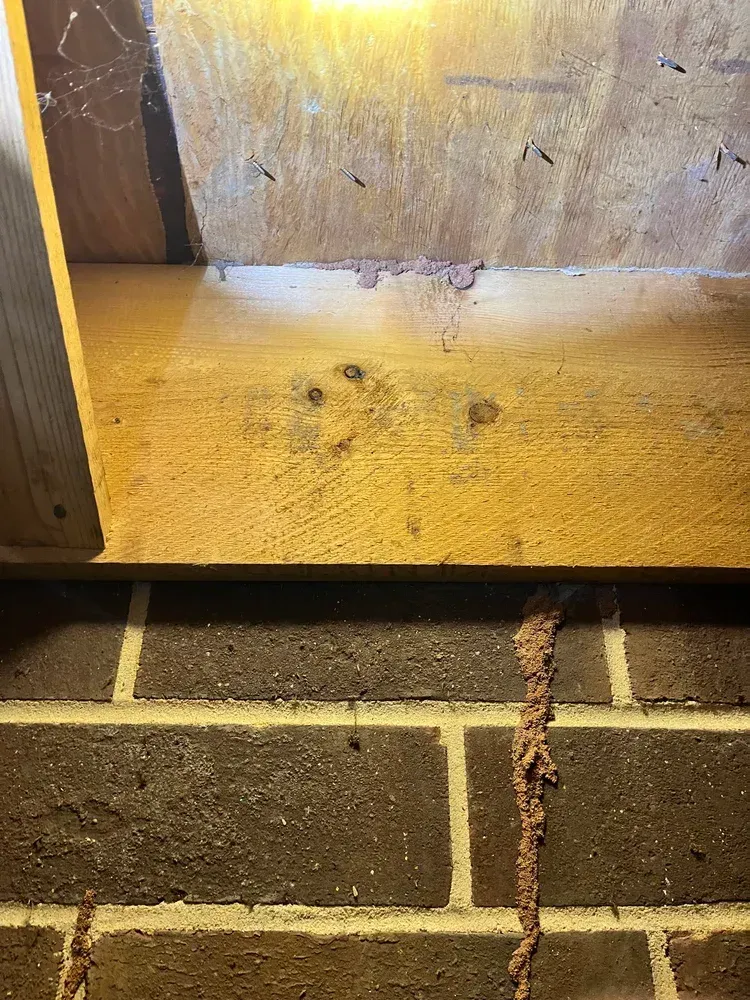 A wooden panel above with a gap between it and the floor with debris from eastern subterranean termites.