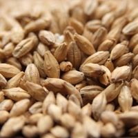 A close up of a pile of wheat grains on a table.