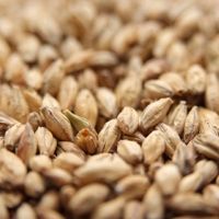 A close up of a pile of wheat grains.