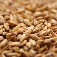 A close up of a pile of barley grains.