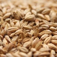 A close up of a pile of barley grains.