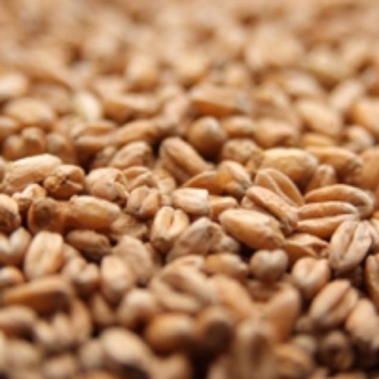 A close up of a pile of wheat grains