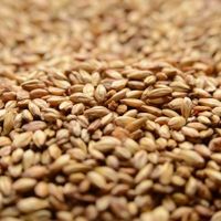 A close up of a pile of grains on a table.