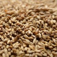 A close up of a pile of wheat grains.
