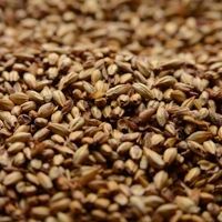 A close up of a pile of malt grains.