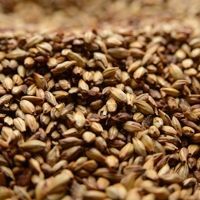 A close up of a pile of malt grains.