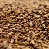 A close up of a pile of brown grains on a table.
