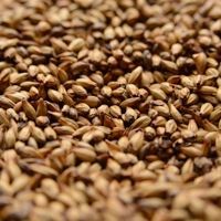 A close up of a pile of malt grains.