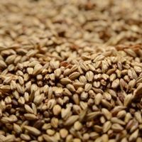 A close up of a pile of grains on a table.