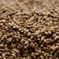 A close up of a pile of wheat grains.