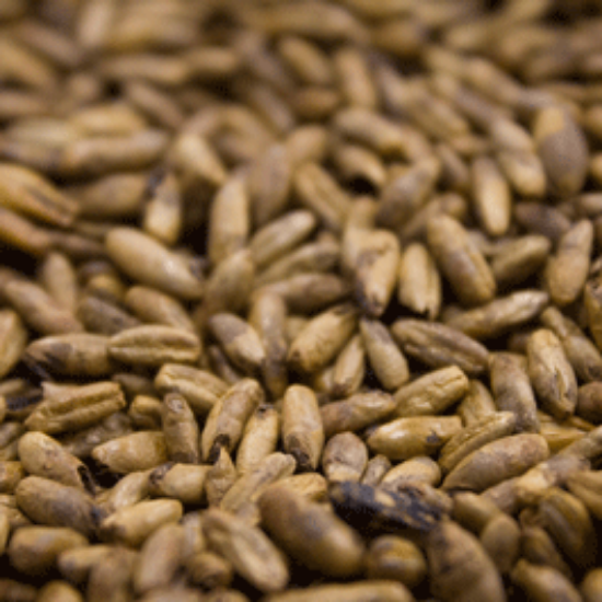 A close up of a pile of wheat grains