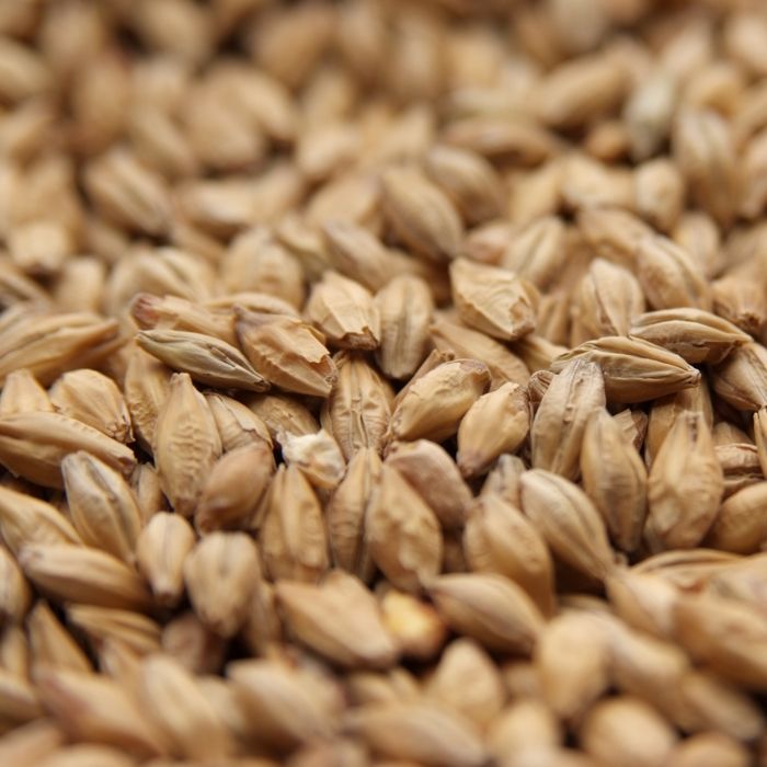 A close up of a pile of wheat grains
