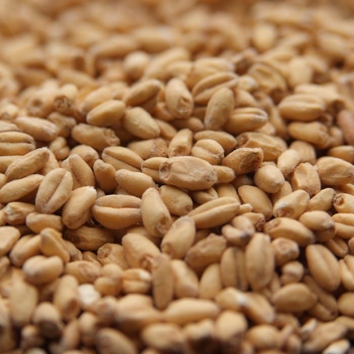 A close up of a pile of wheat grains