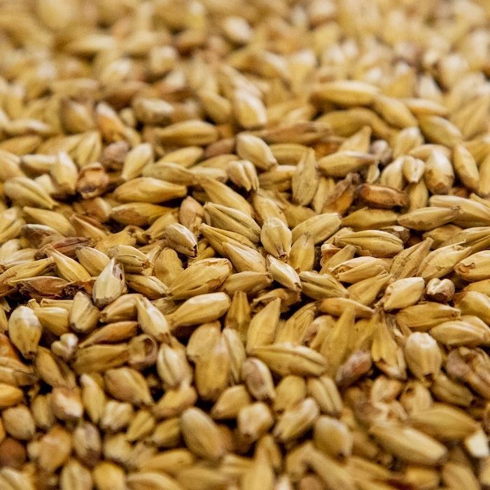 A close up of a pile of wheat grains