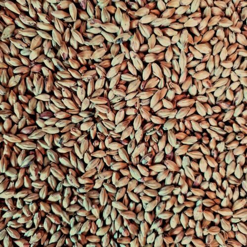 A close up of a pile of brown grains.