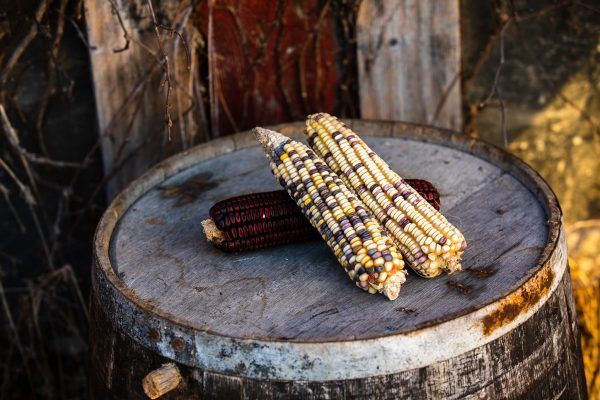 Two corn cobs are sitting on top of a wooden barrel.
