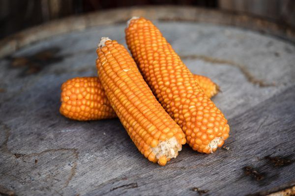Three corn on the cob are stacked on top of each other on a wooden table.