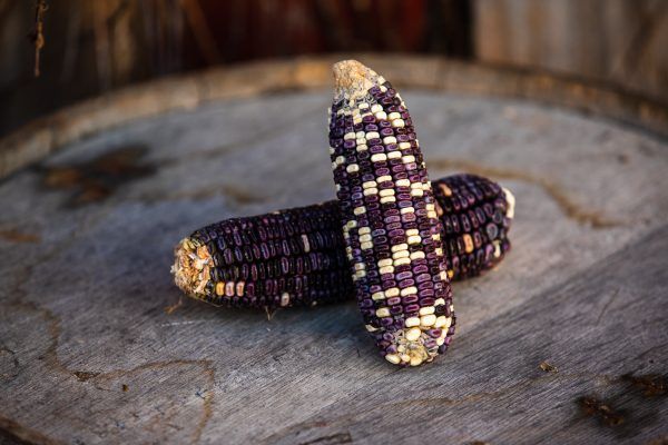 Two purple and white corn on the cob are sitting on a wooden table.