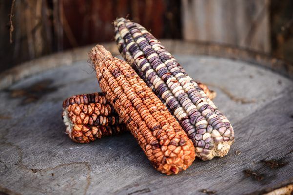 Two corn cobs are sitting on top of each other on a wooden table.