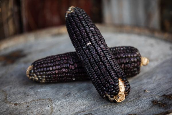 Two black corn on the cob are sitting on a wooden table.
