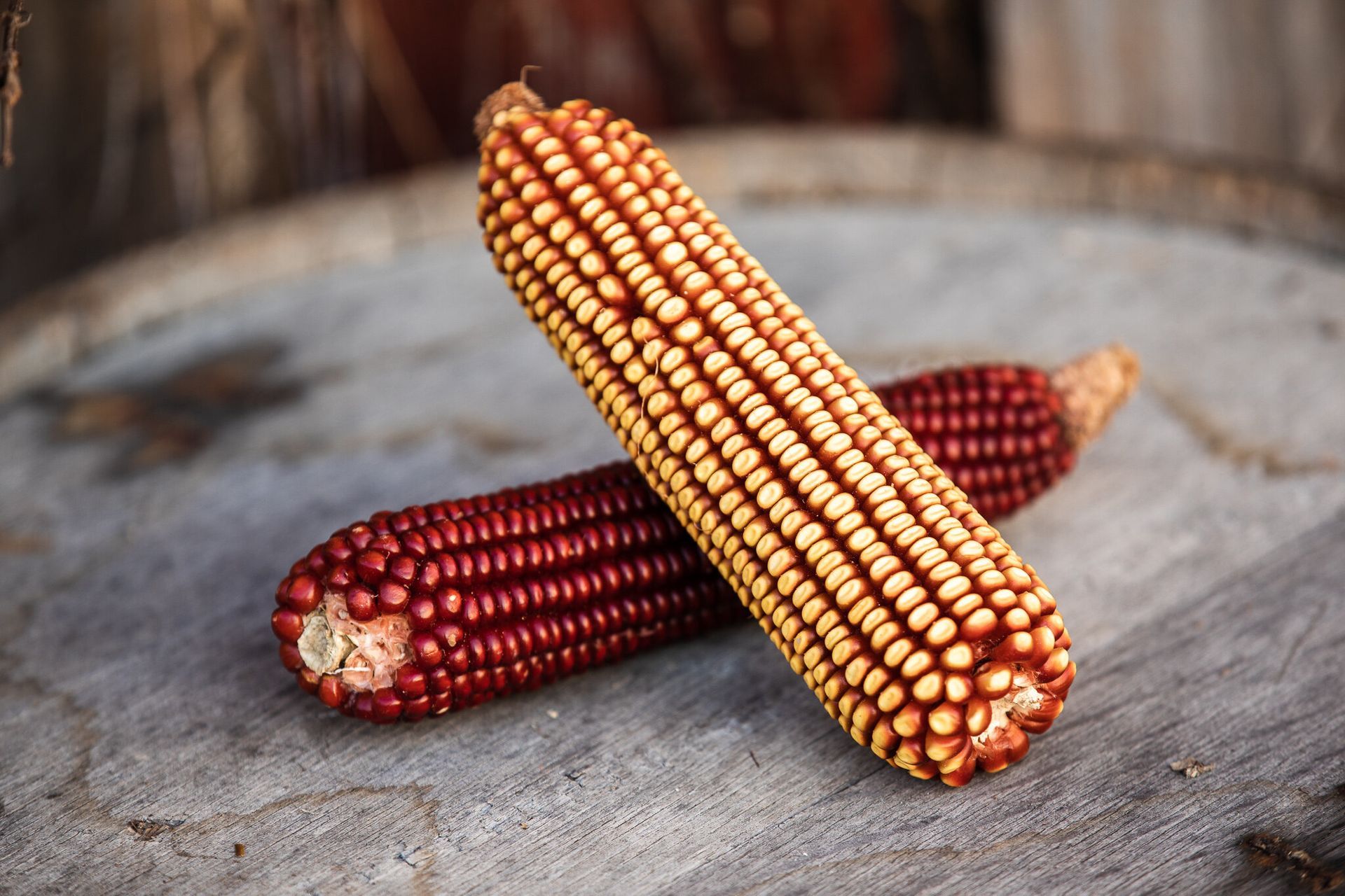 Two corn cobs are sitting on top of each other on a table.