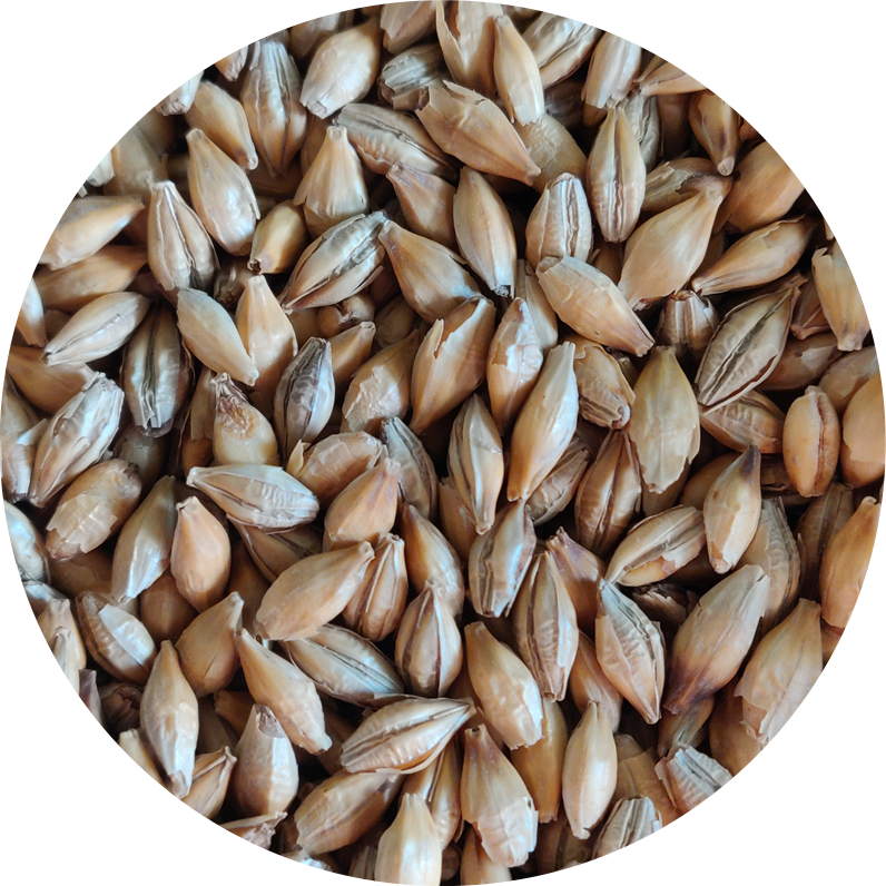 Close-up of a pile of tan and brown barley grains.