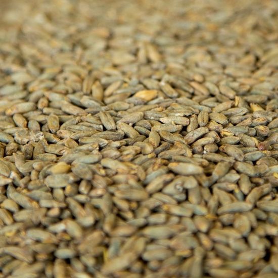 Close-up of a heap of rye grains, with a mix of tan and greenish hues.