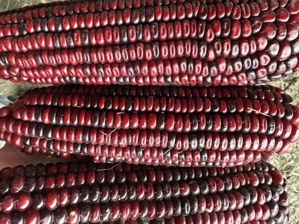 Rows of red and purple corn cobs stacked tightly together
