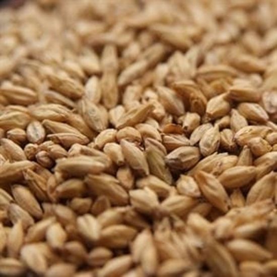 Close-up of barley grains, light brown and tan in color, filling the frame.