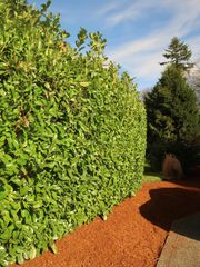 Tall green hedge bordering a red mulch path beside a concrete walkway under a blue sky
