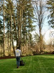 Person mowing a green lawn beside tall trees on a sunny day