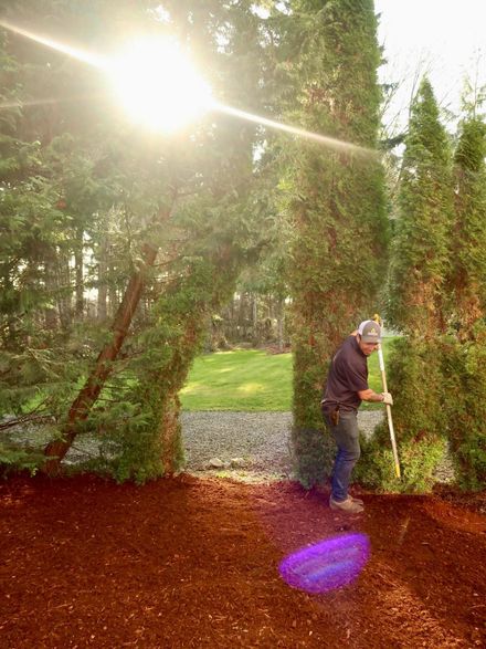 Person standing by a hedge opening in a sunlit garden, holding a tool on a reddish path.