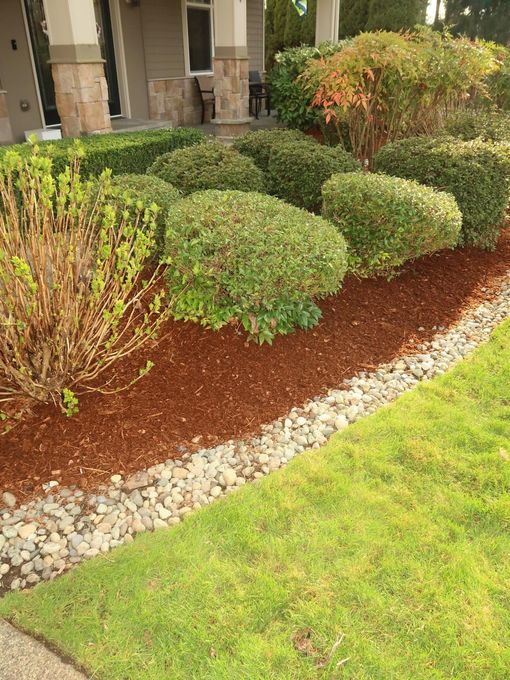 Front yard landscaping with rounded shrubs, red mulch, white stones, and green lawn near a house