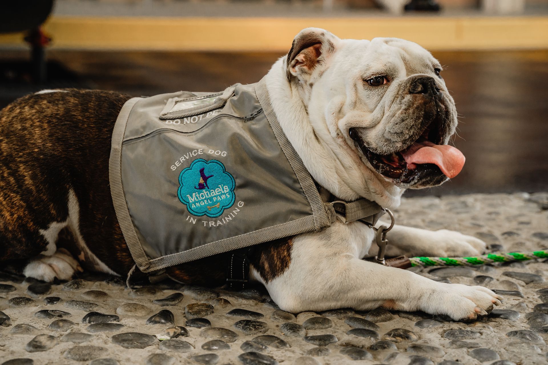 Bulldog wearing a gray service vest lies on a patterned floor, panting with tongue out.