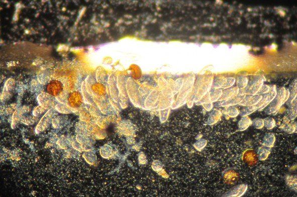 Un gros plan d'un morceau de métal sous un microscope.